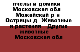  пчелы и домики - Московская обл., Можайский р-н, Острицы д. Животные и растения » Другие животные   . Московская обл.